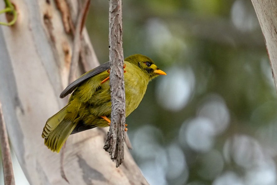 Bell Miner - ML638017292