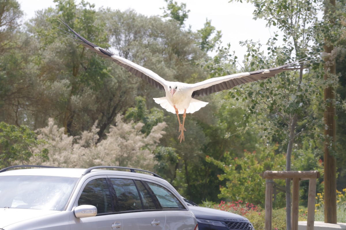 White Stork - ML638017299