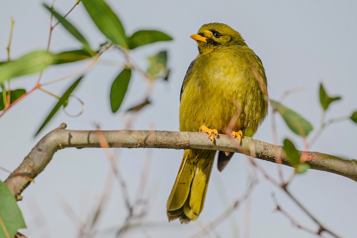 Bell Miner - ML638017301