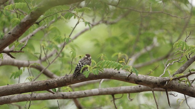Brown-capped Pygmy Woodpecker - ML638017316