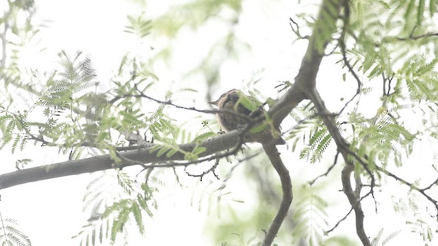 Brown-capped Pygmy Woodpecker - ML638017320