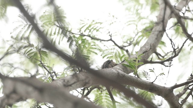 Brown-capped Pygmy Woodpecker - ML638017321
