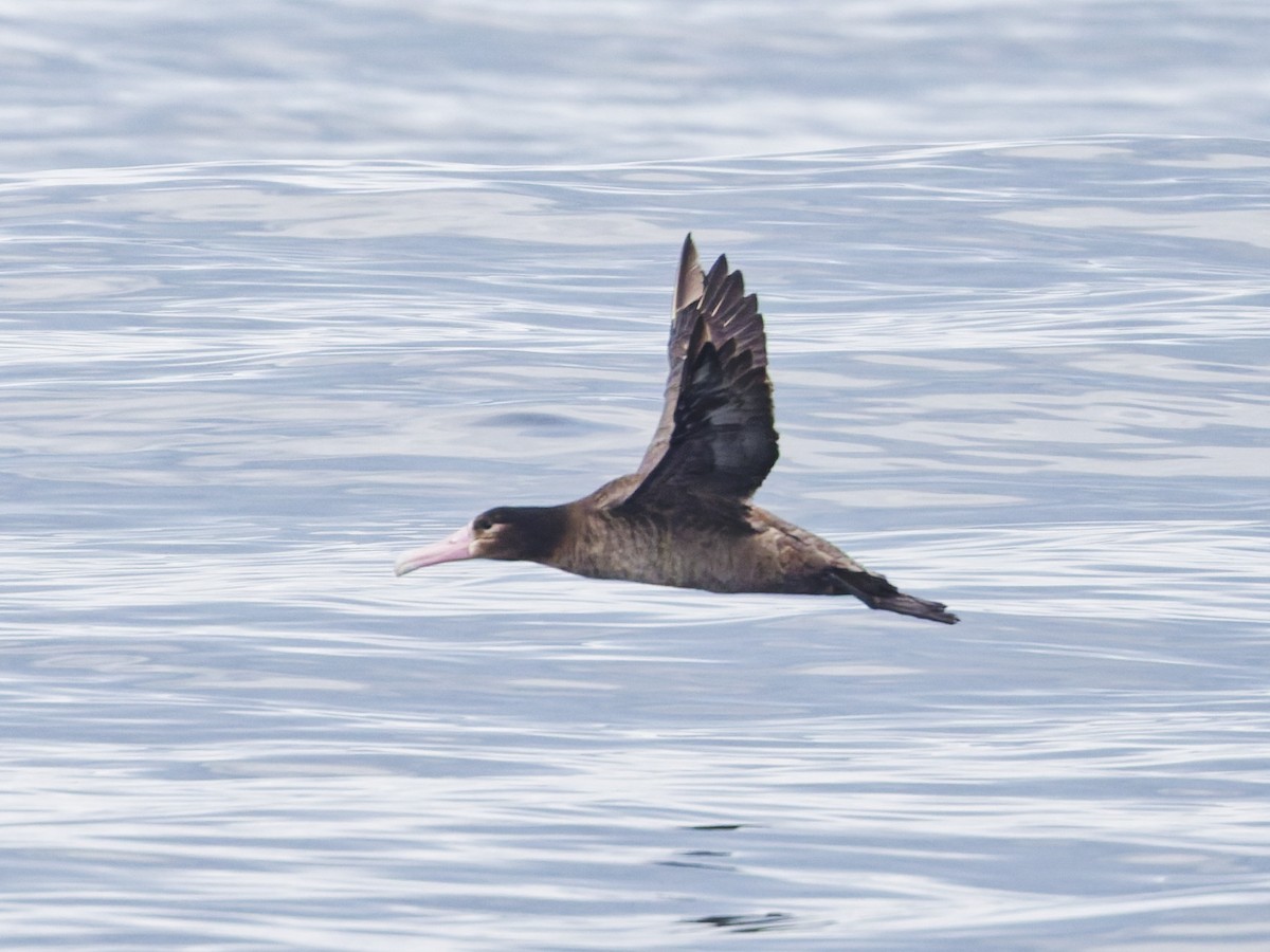 Short-tailed Albatross - ML638017322