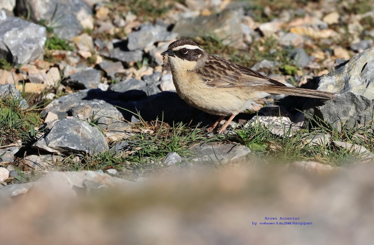Brown Accentor - ML638017397