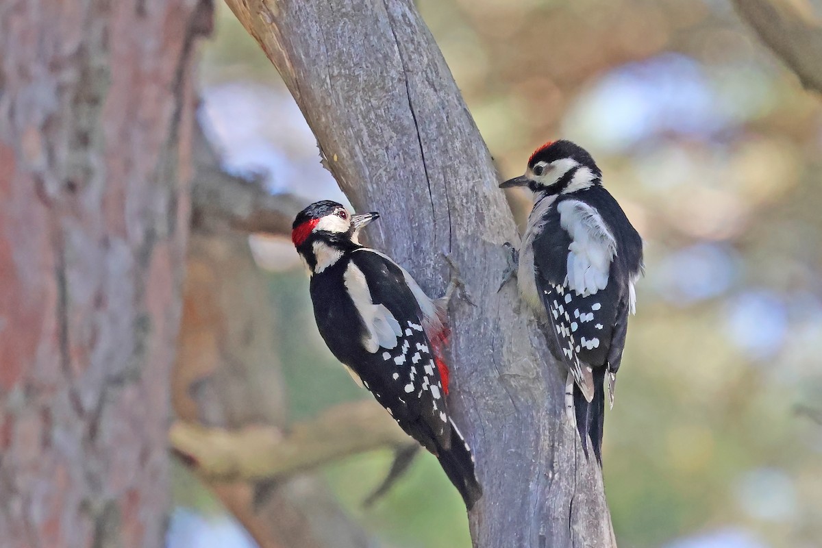 Great Spotted Woodpecker - ML638017405