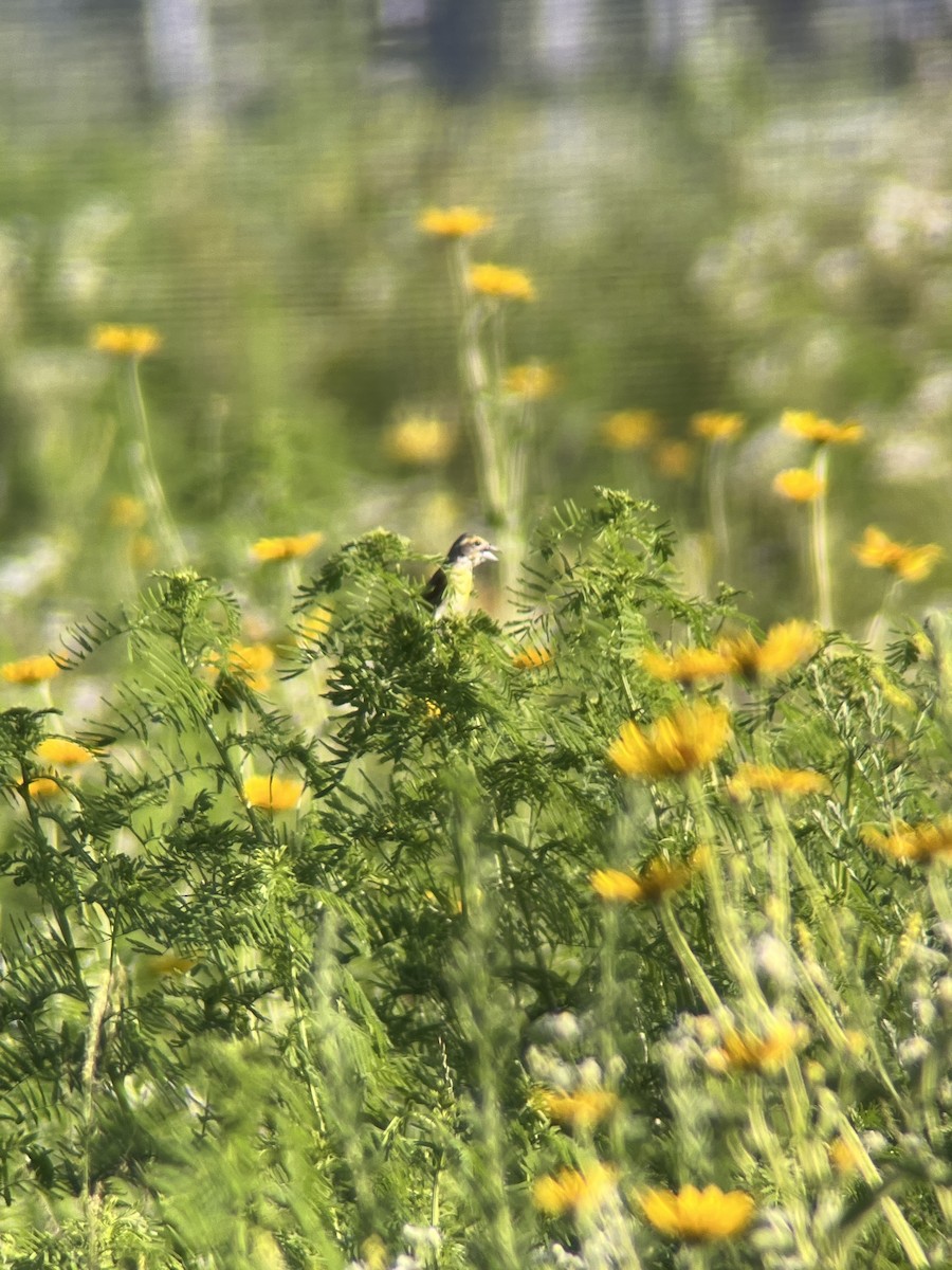 Dickcissel - ML638017431