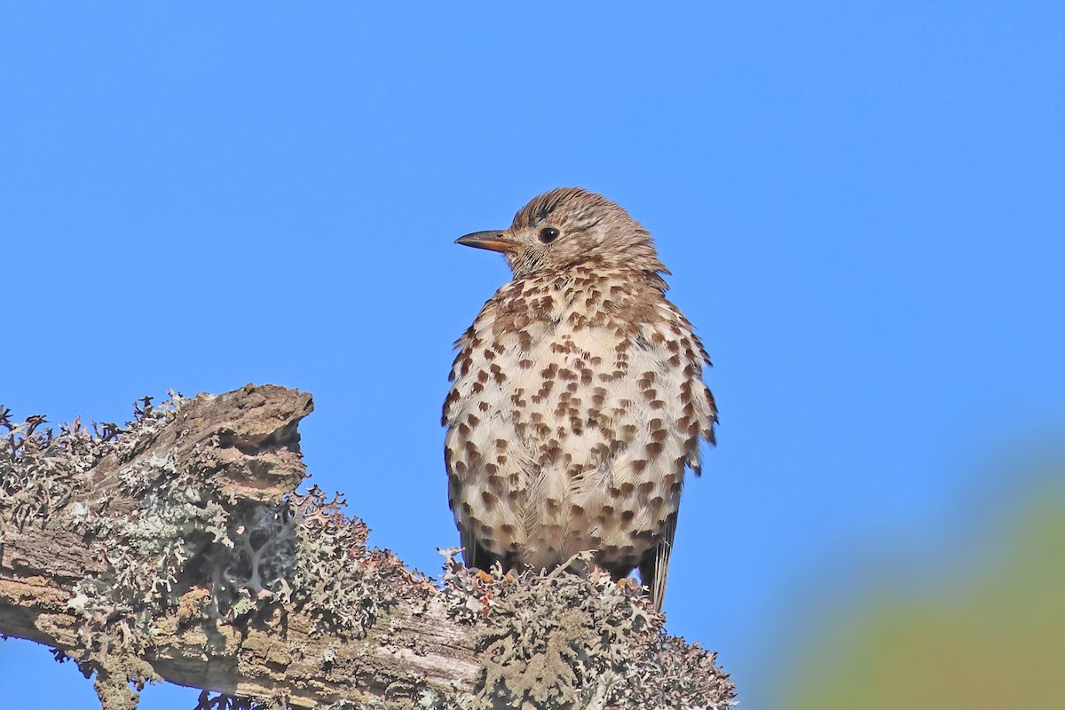 Mistle Thrush - ML638017434