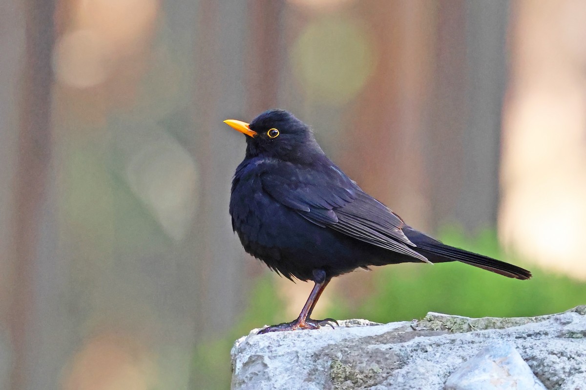 Eurasian Blackbird - ML638017443