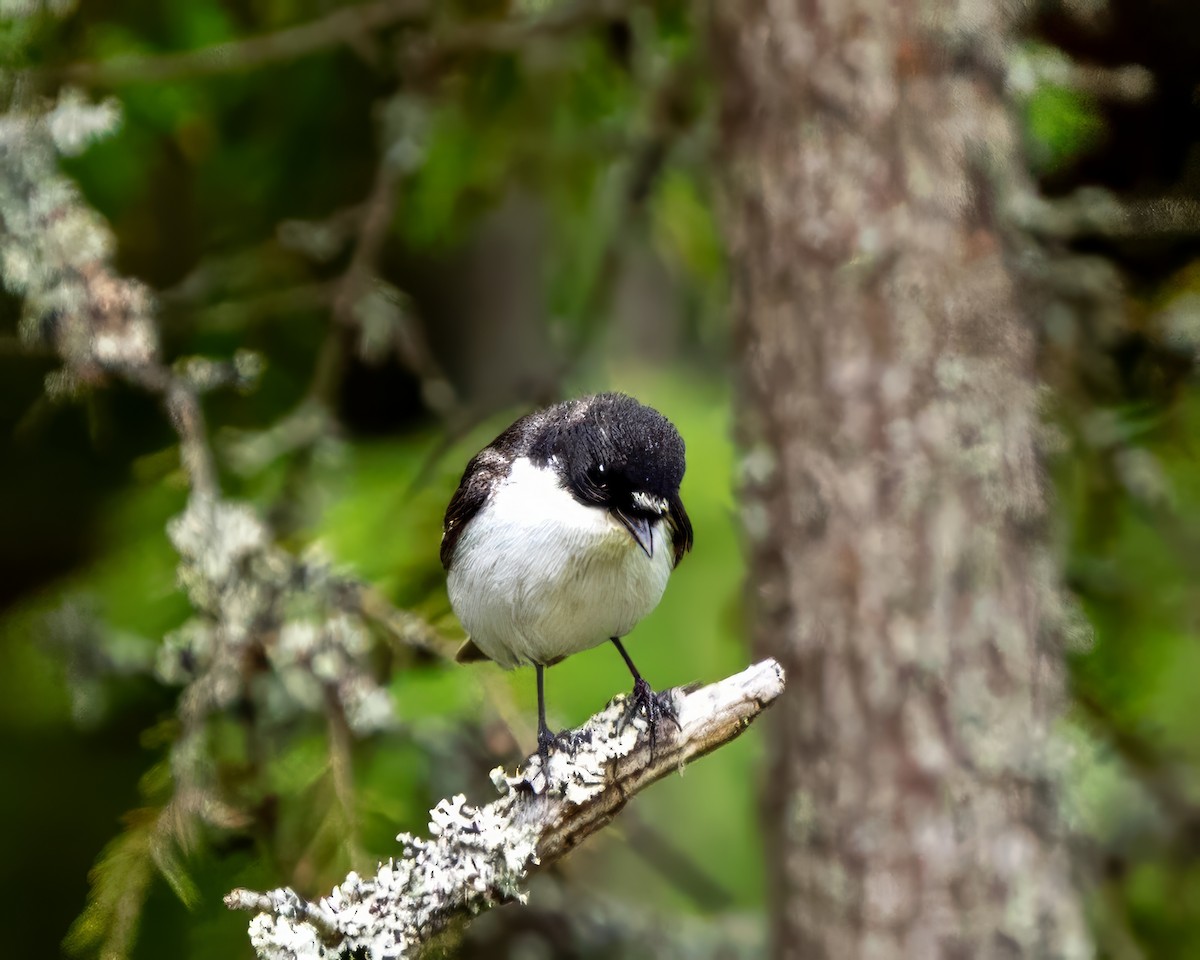 European Pied Flycatcher - ML638017445