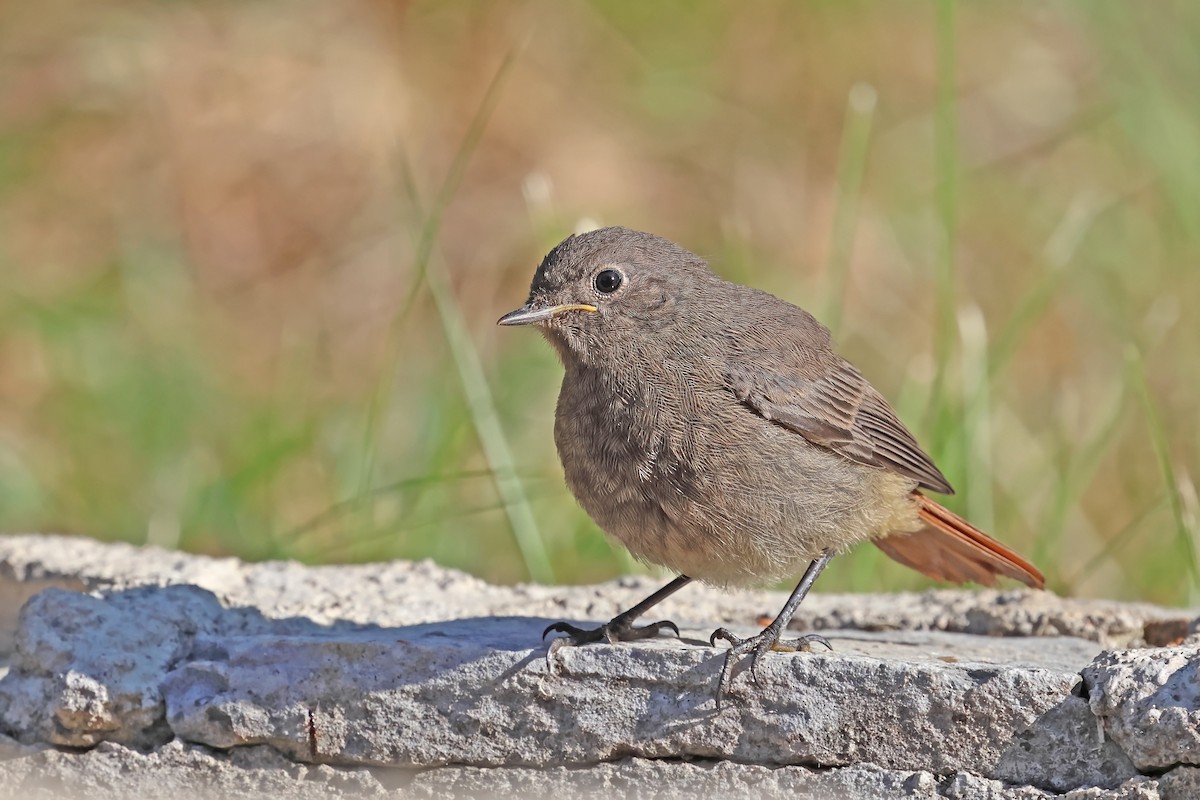 Black Redstart - ML638017453