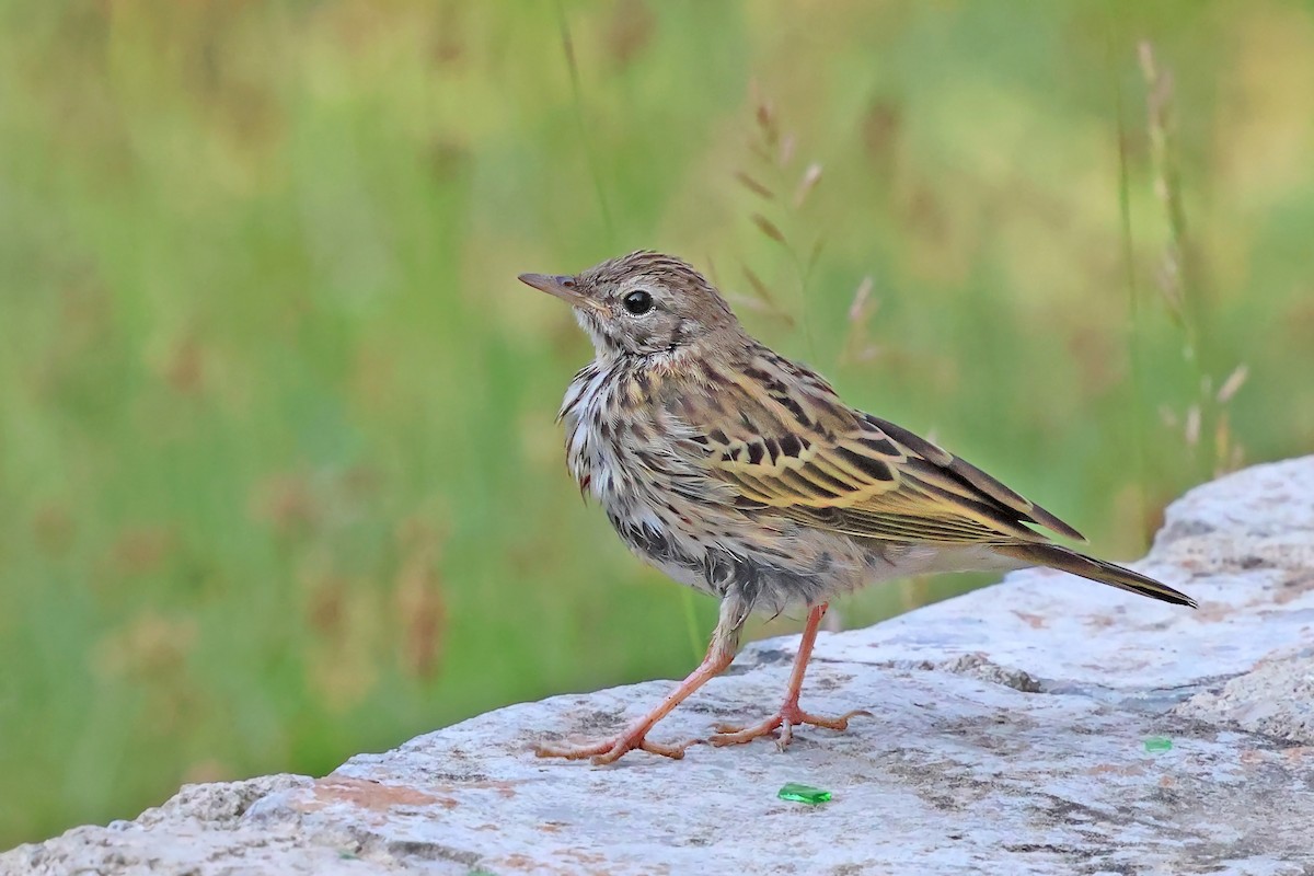 Tree Pipit - ML638017460