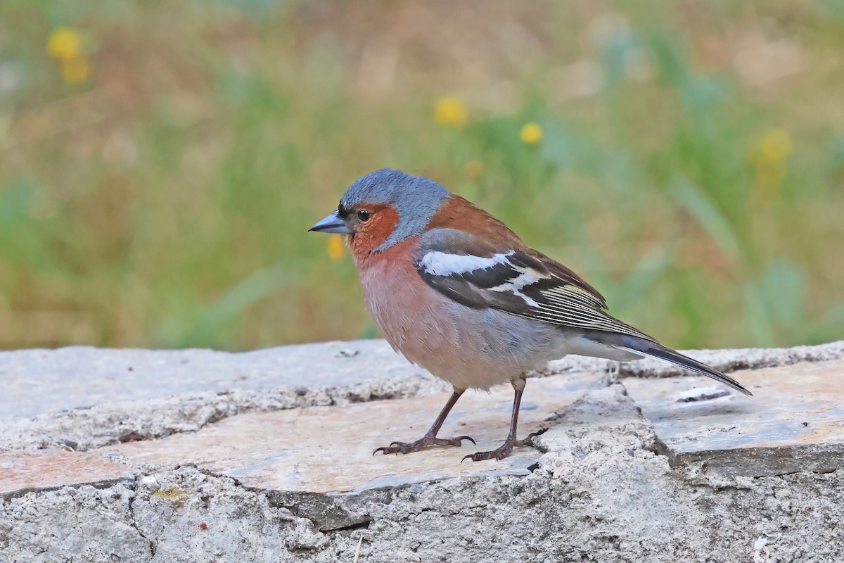 Common Chaffinch - ML638017465
