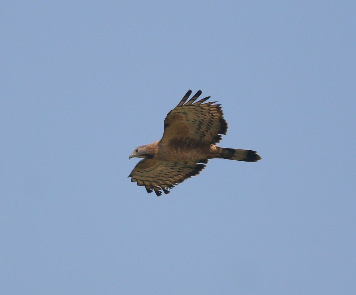 Oriental Honey-buzzard - ML638017466