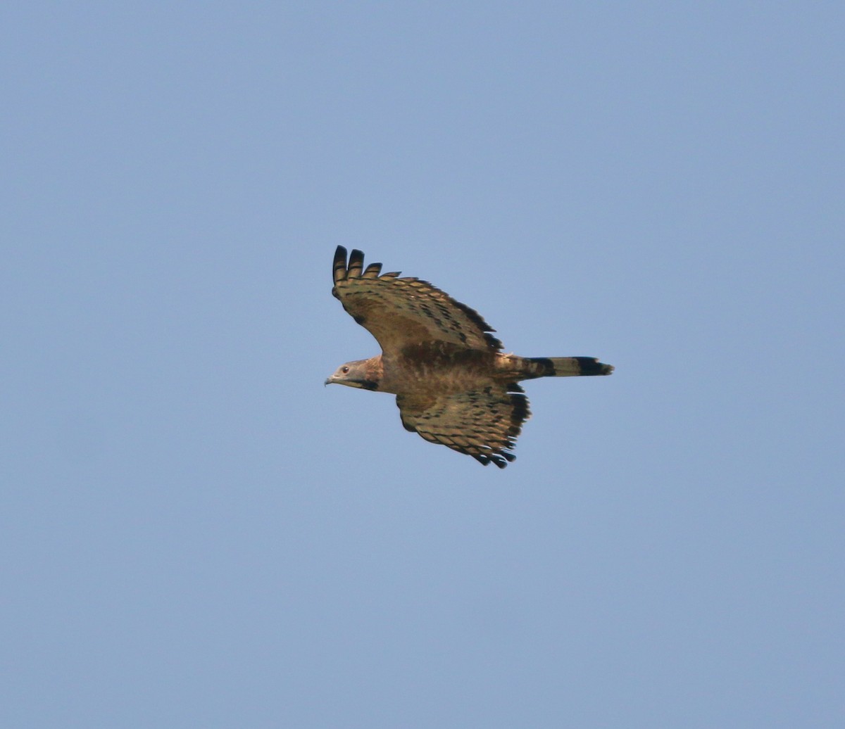 Oriental Honey-buzzard - ML638017467