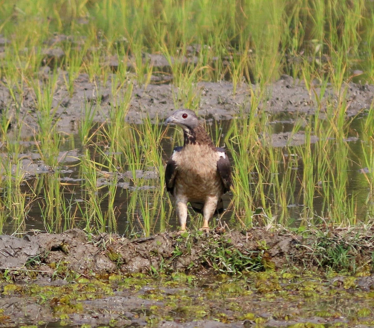 Oriental Honey-buzzard - ML638017468