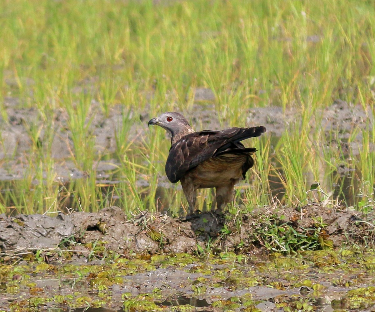 Oriental Honey-buzzard - ML638017469