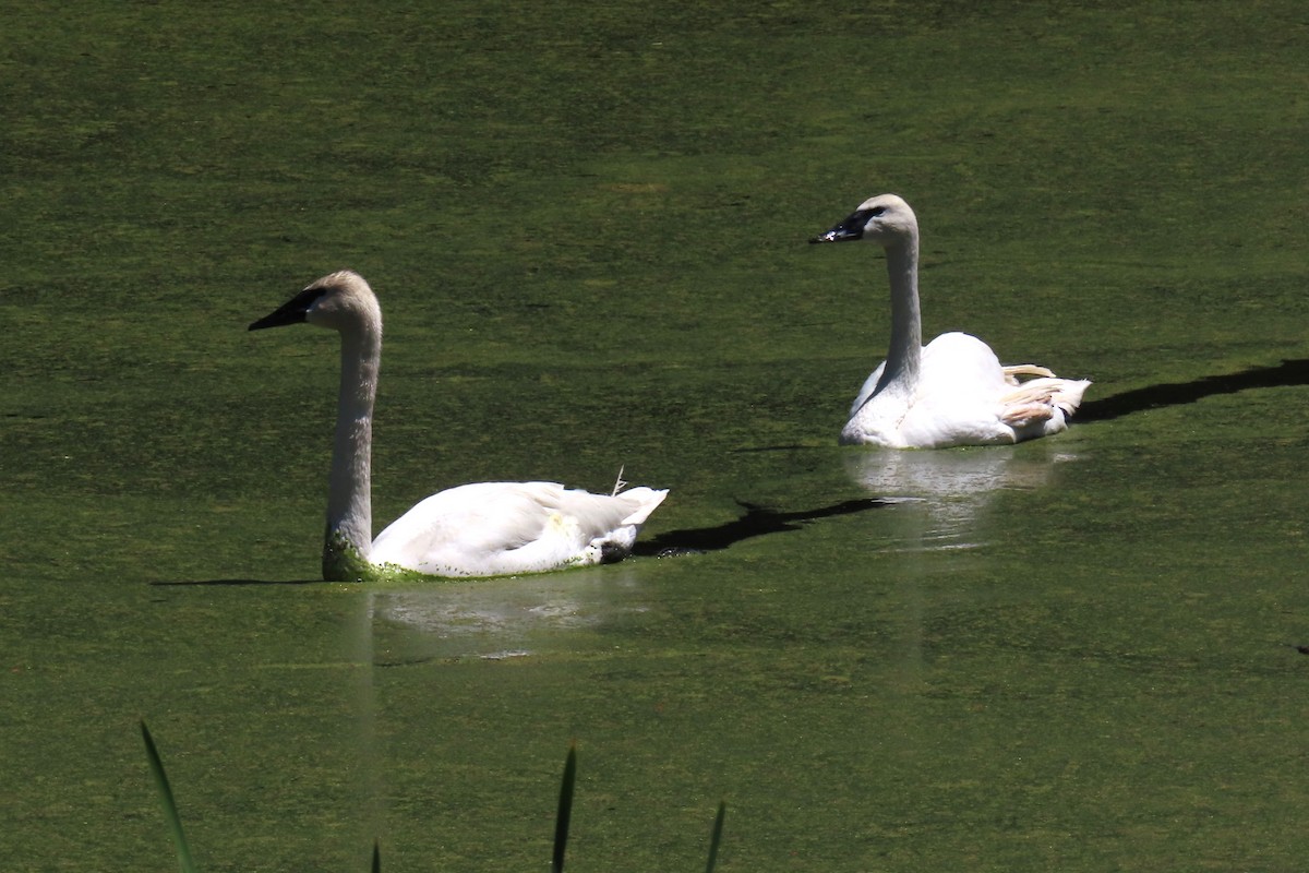 ナキハクチョウ - ML638017470