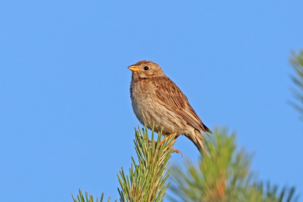 Corn Bunting - ML638017523