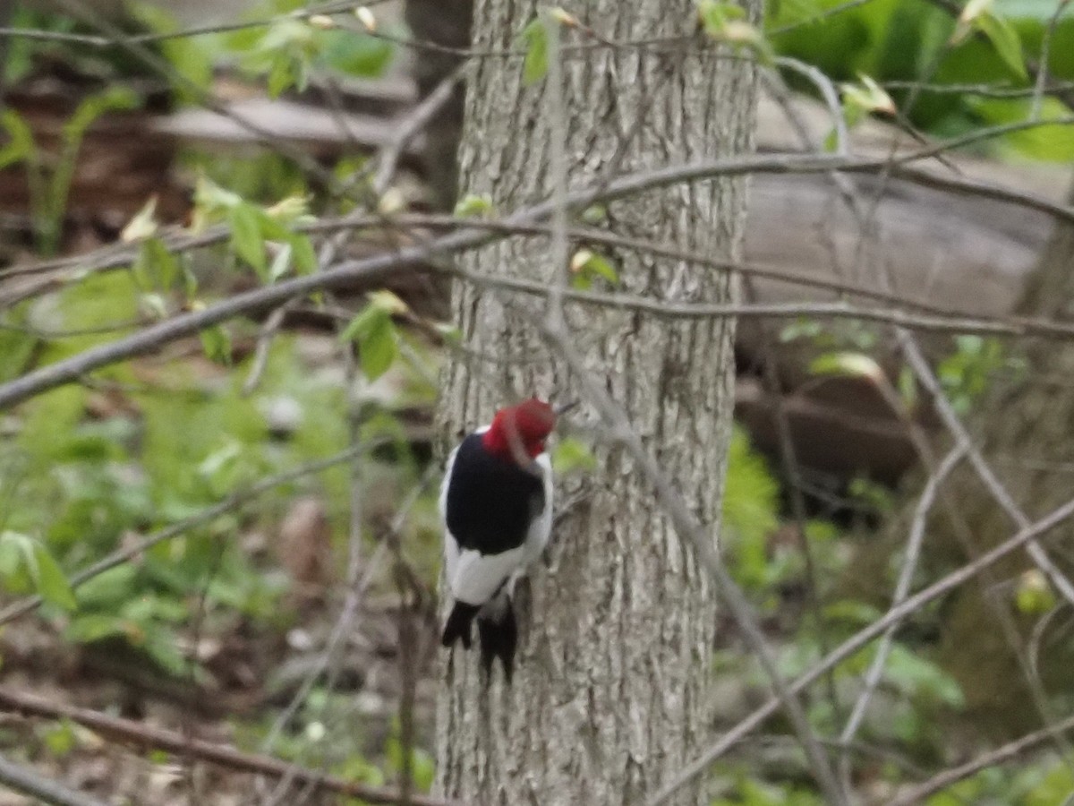 Red-headed Woodpecker - ML638017552