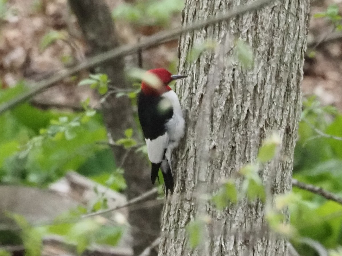 Red-headed Woodpecker - ML638017553