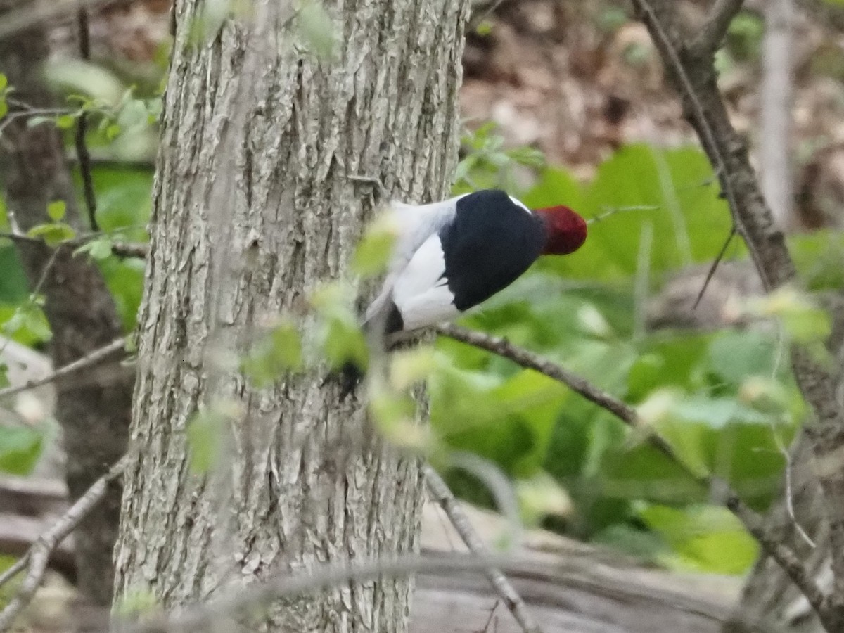 Red-headed Woodpecker - ML638017554