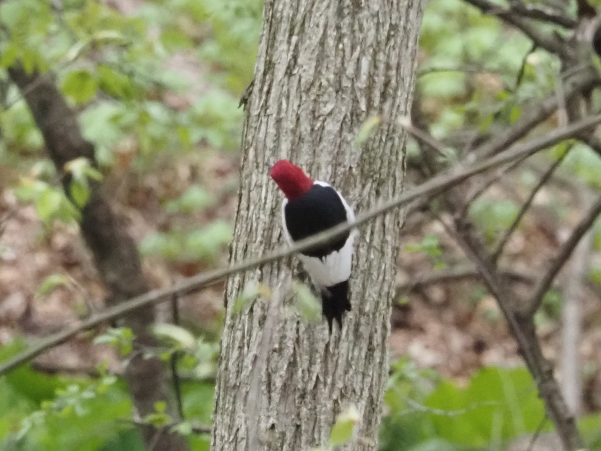 Red-headed Woodpecker - ML638017555