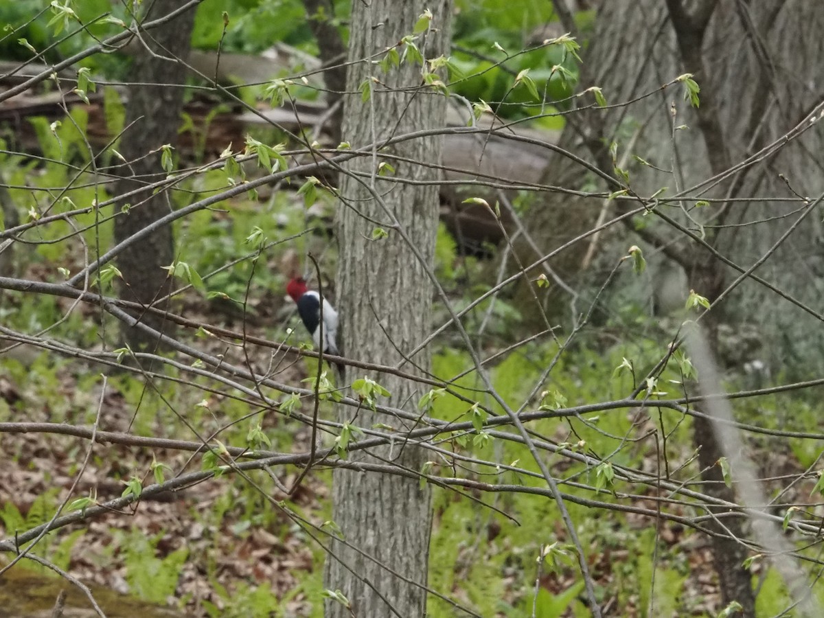 Red-headed Woodpecker - ML638017556