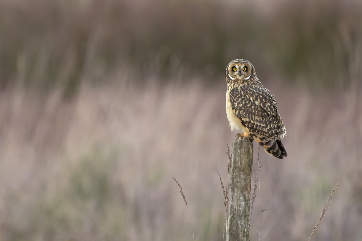 Short-eared Owl - ML638017562