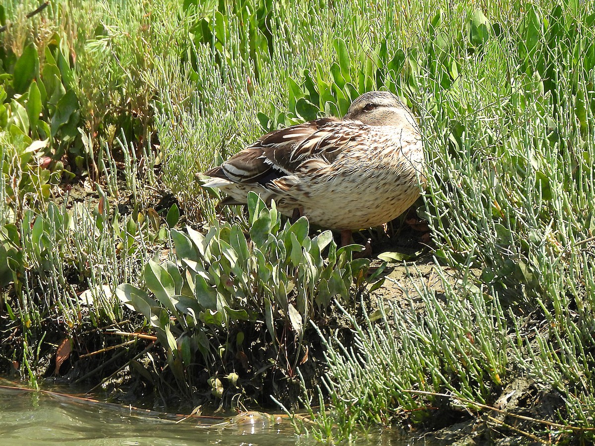 Mallard - ML638017564
