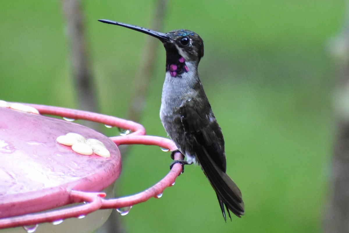 Long-billed Starthroat - ML638017569