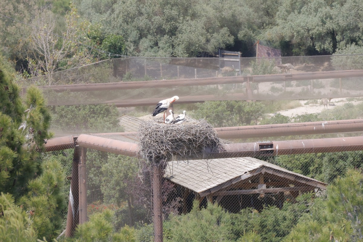 White Stork - ML638017577