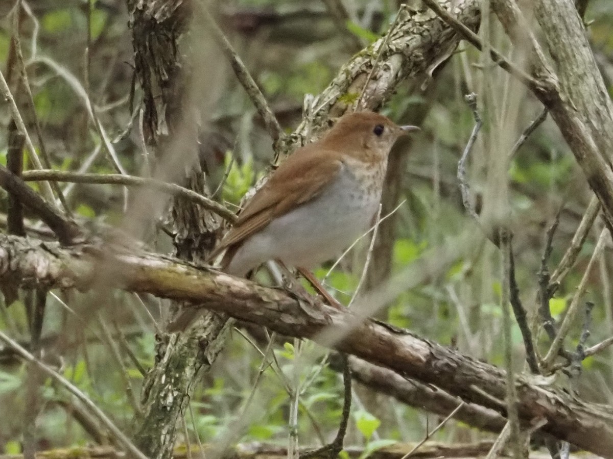 Veery - ML638017584