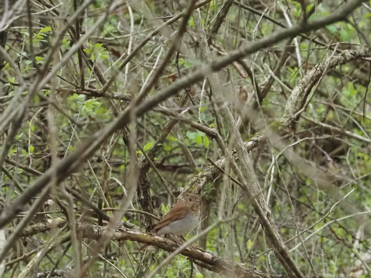 Veery - ML638017586