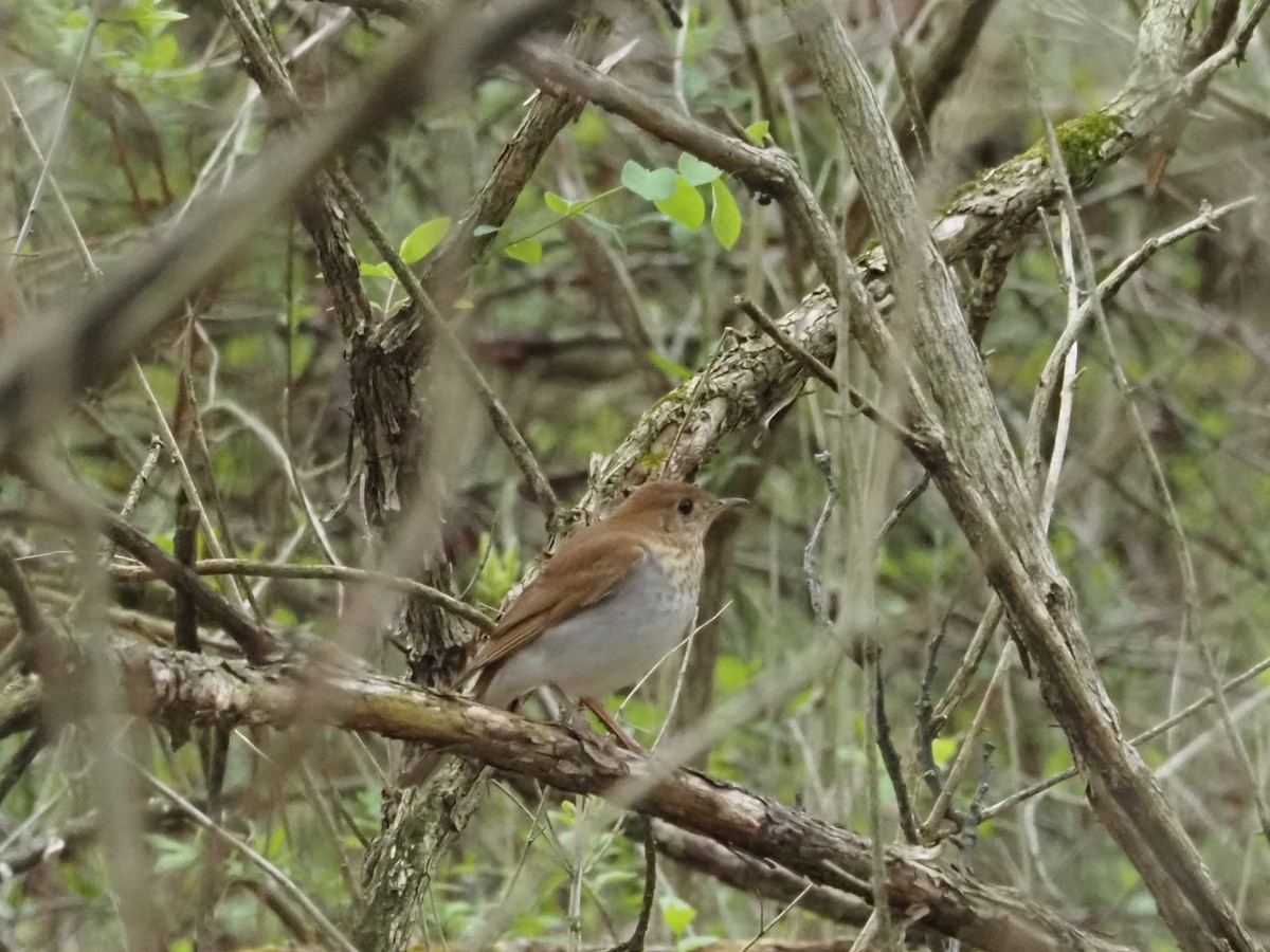 Veery - ML638017588