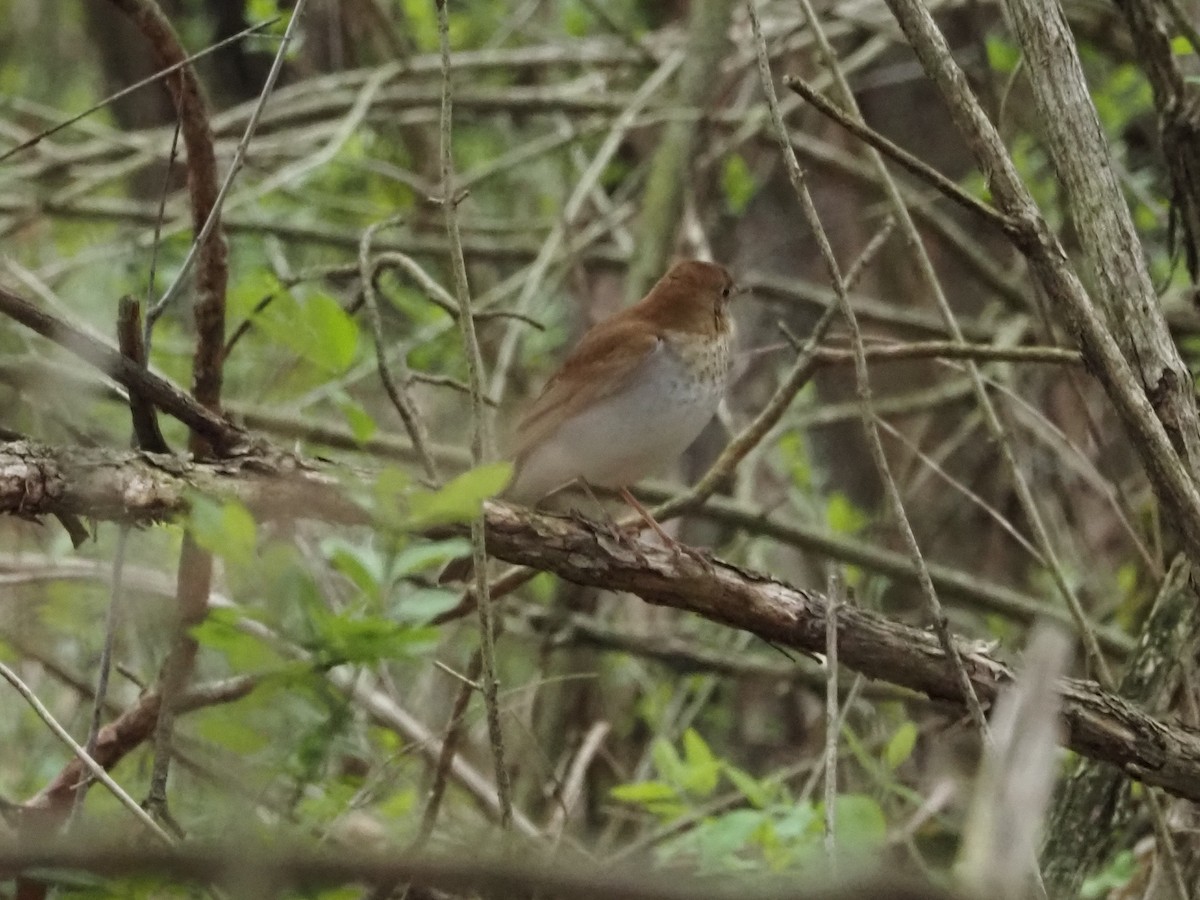 Veery - ML638017589
