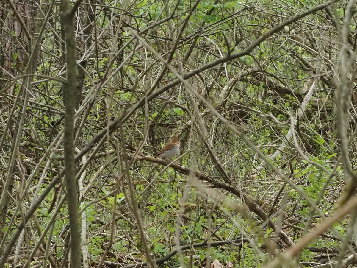 Veery - ML638017590