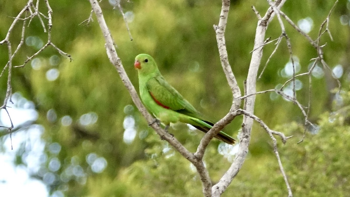 Red-winged Parrot - ML638017607