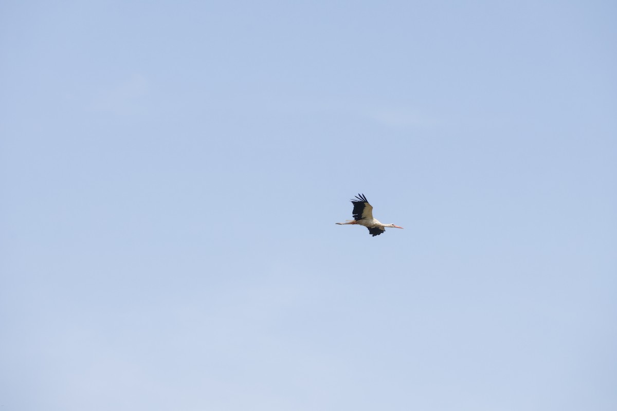 White Stork - ML638017622