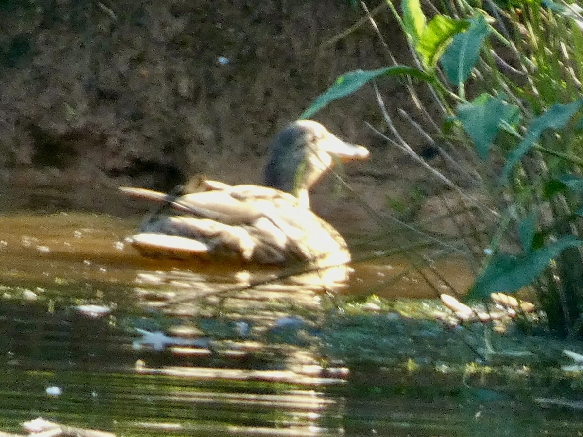 Mallard - ML638017627