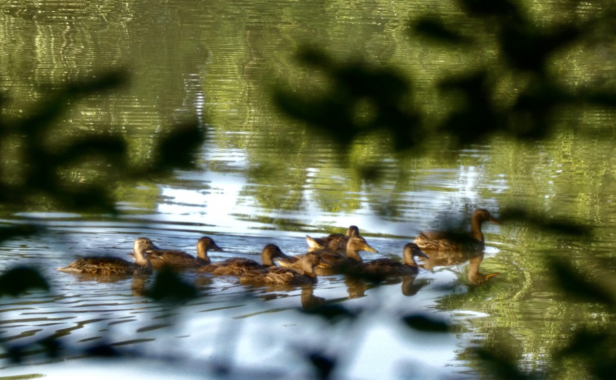 Mallard - ML638017628