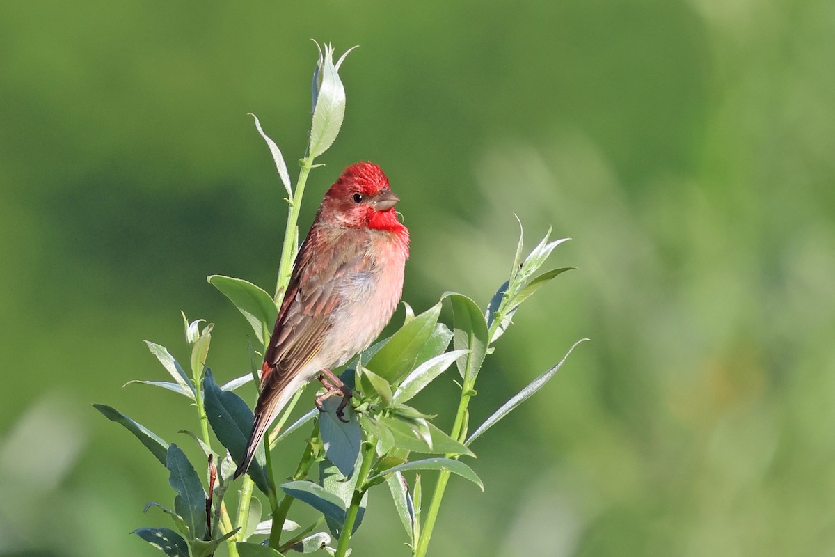 Common Rosefinch - ML638017641