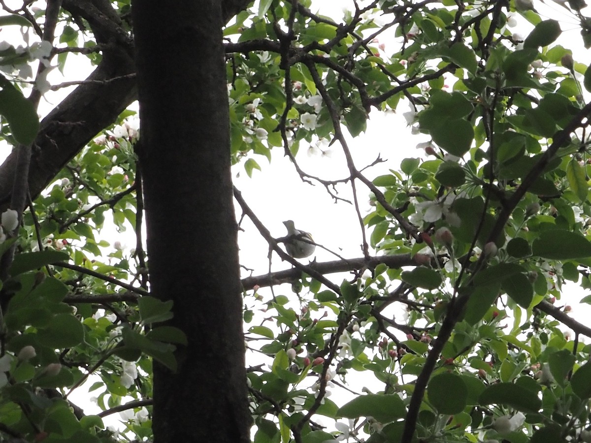 Golden-winged Warbler - ML638017658