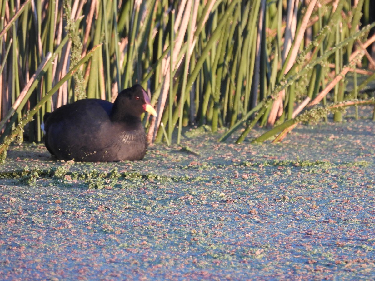 Red-fronted Coot - ML638017662