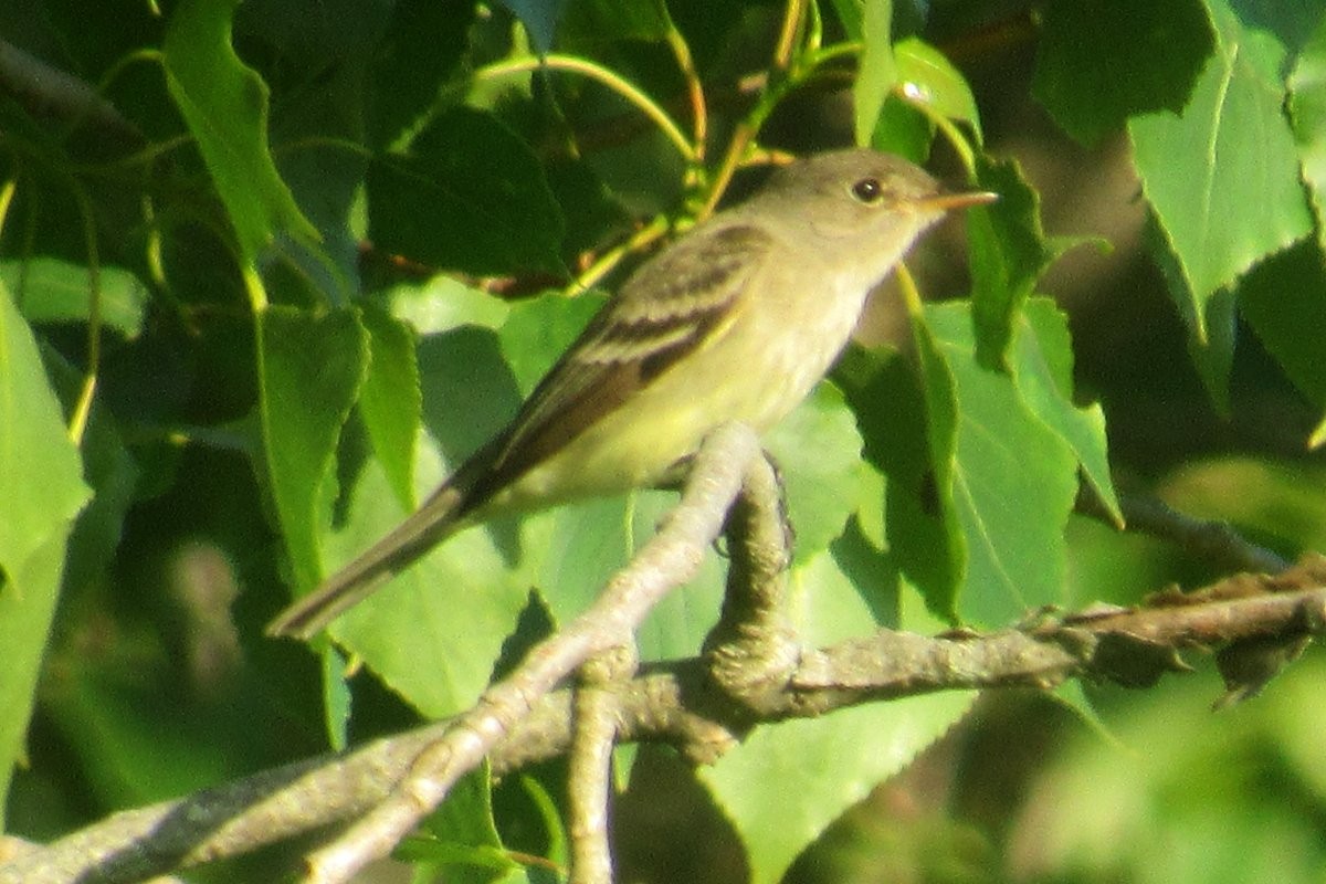 Willow Flycatcher - ML638017678