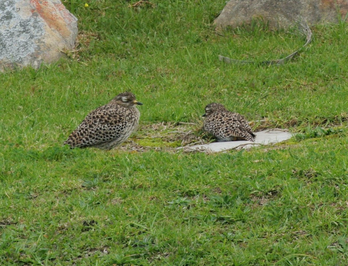 Spotted Thick-knee - ML638017699