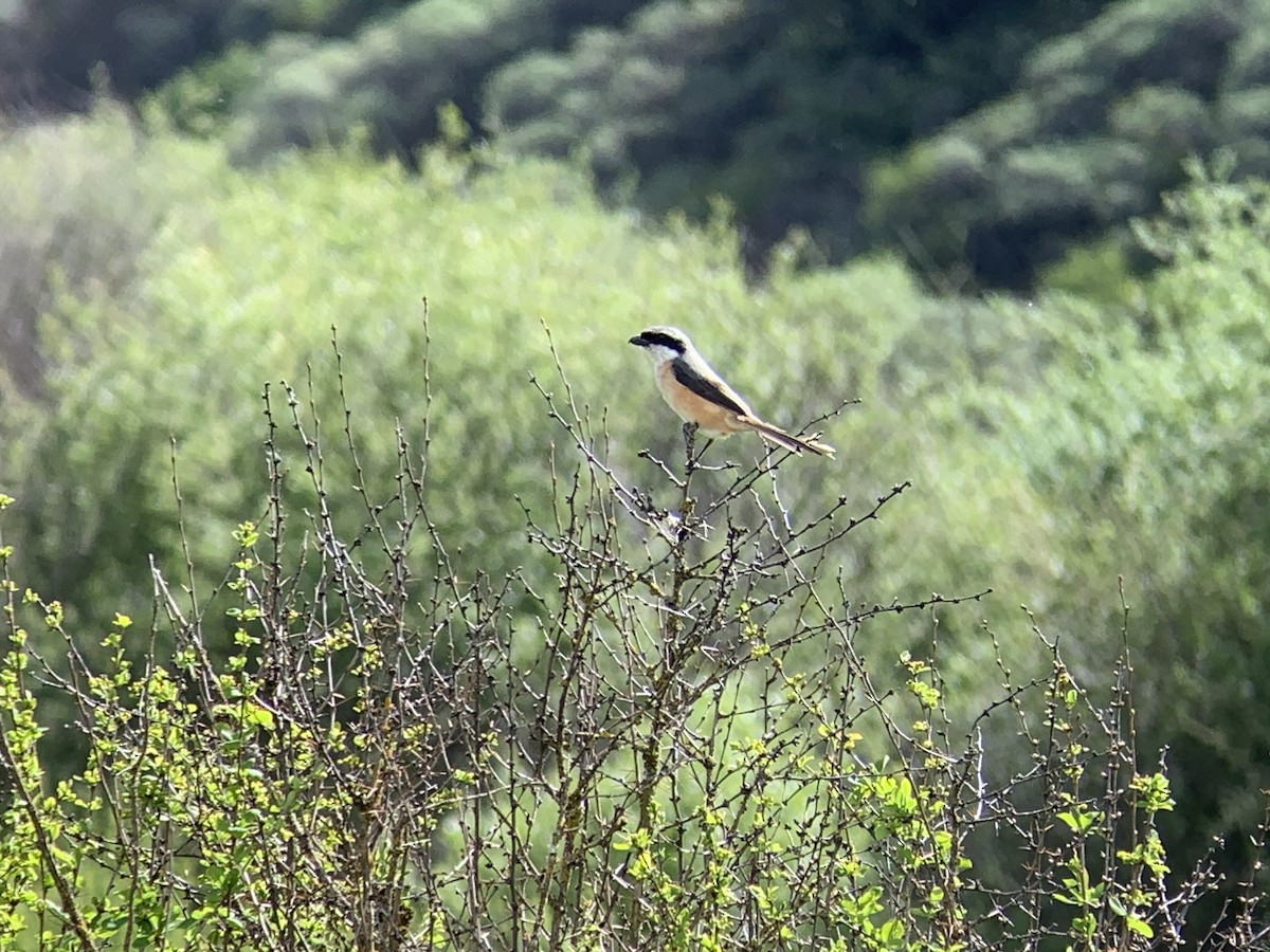 Gray-backed Shrike - ML638017726