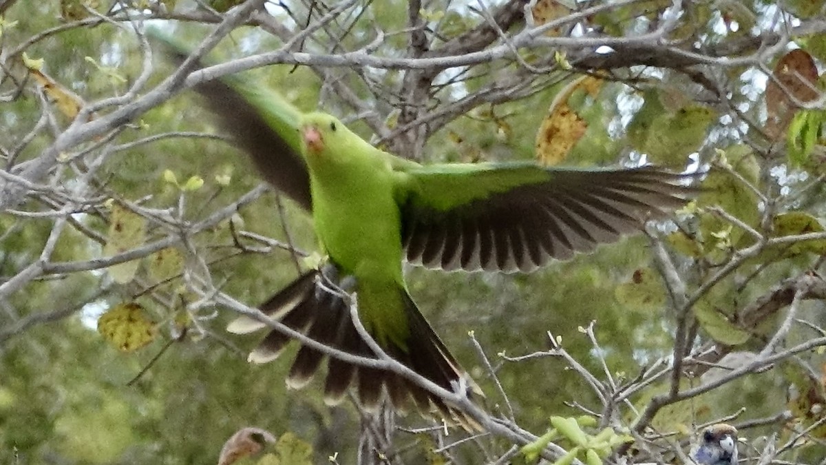 Red-winged Parrot - ML638017732