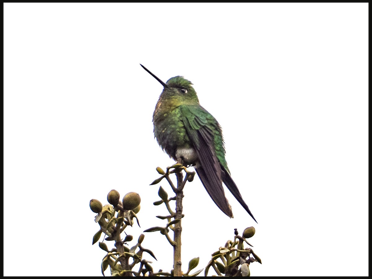Glowing Puffleg - ML638017752