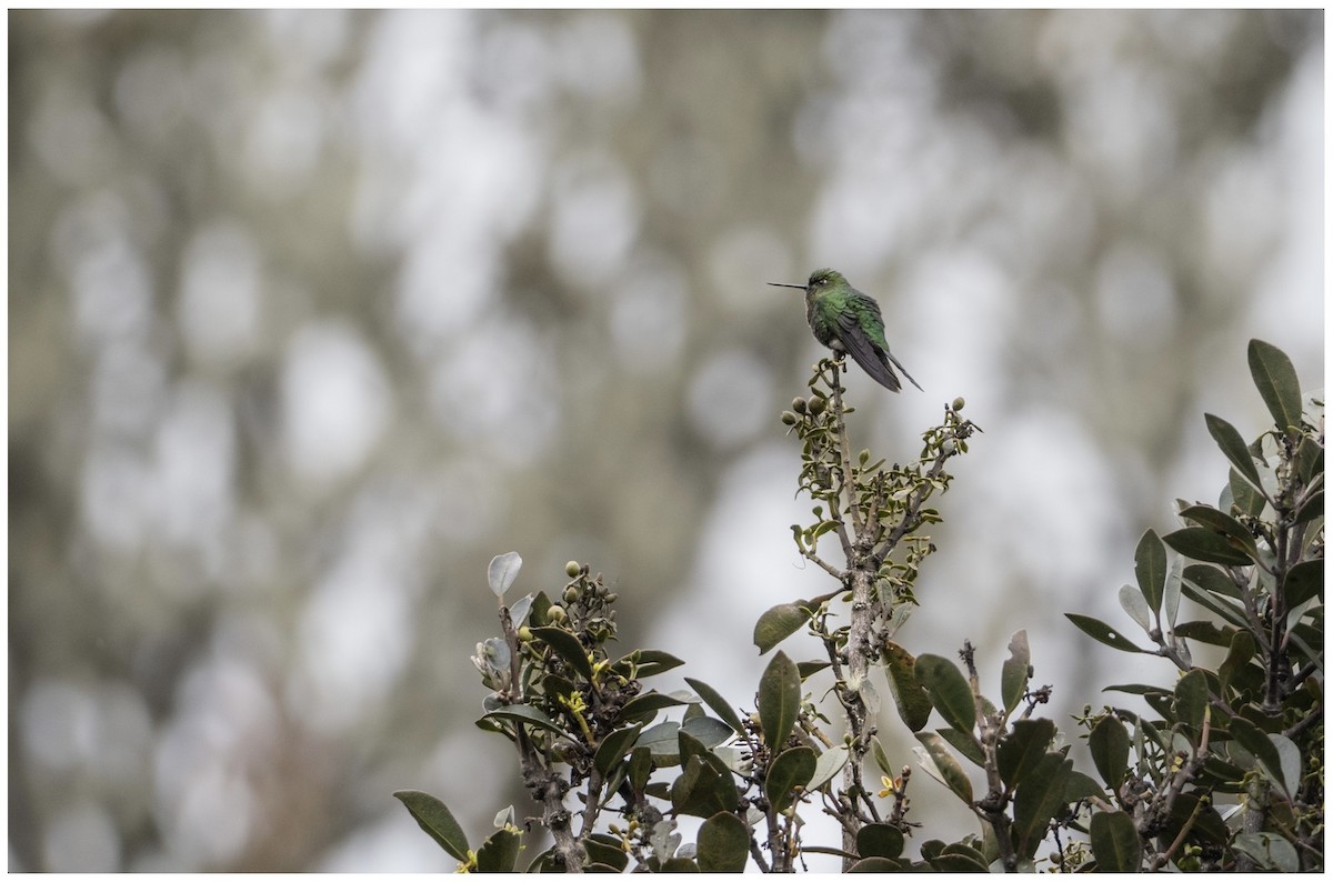 Glowing Puffleg - ML638017753