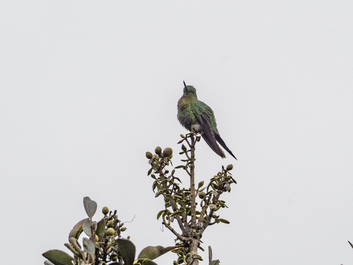Glowing Puffleg - ML638017754